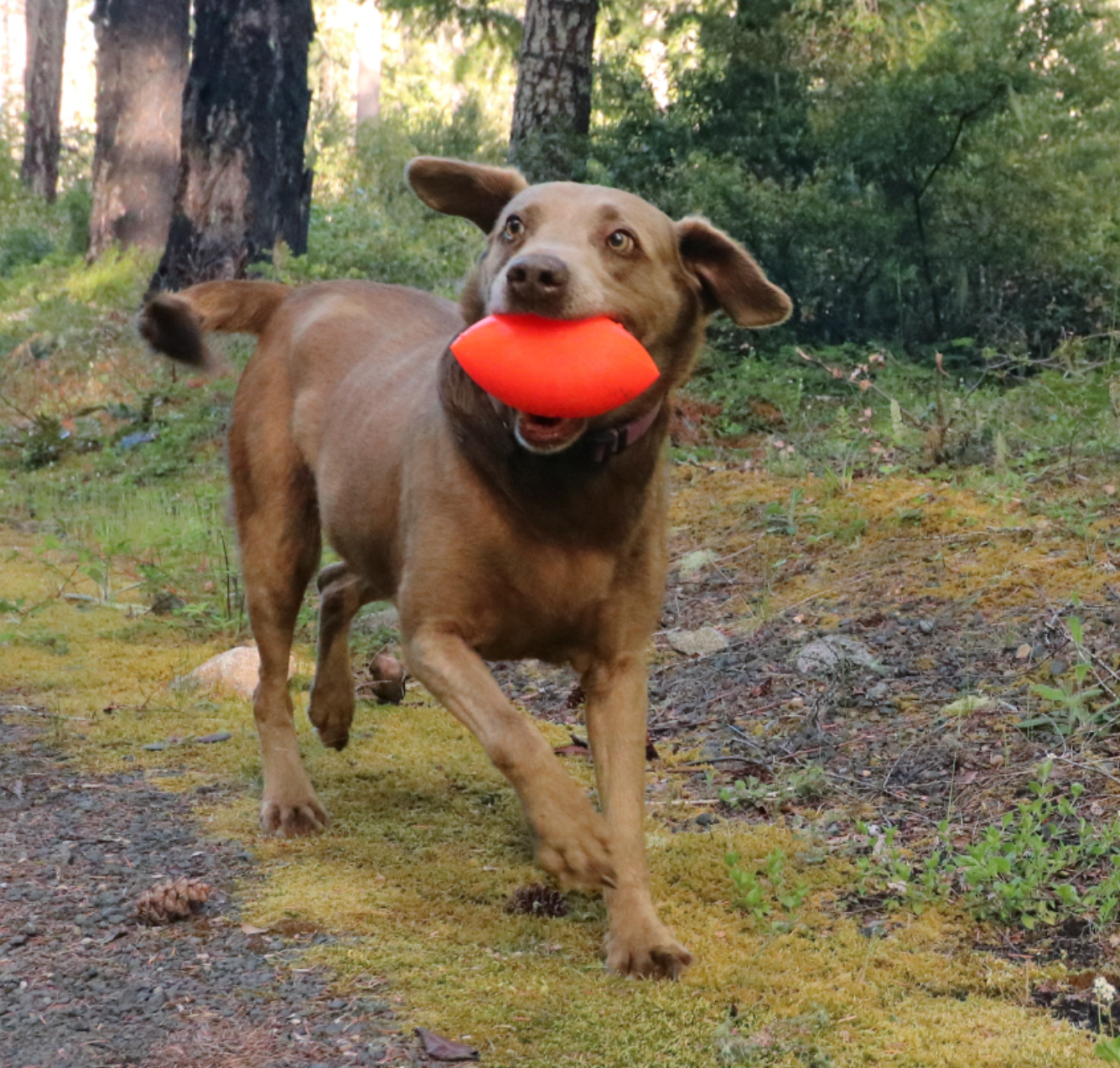 Dog running with a RuffDawg Football dog toy in its mouth New Zealand