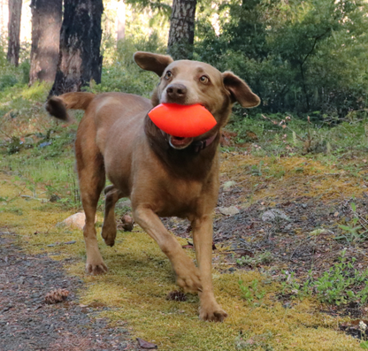 Dog running with a RuffDawg Football dog toy in its mouth New Zealand