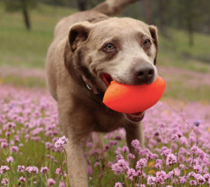 Labrador carrying its Football dog toy