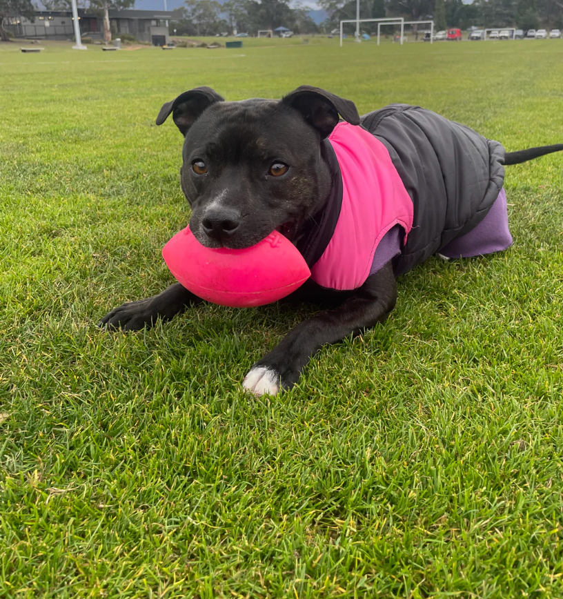toughest dog toy NZ