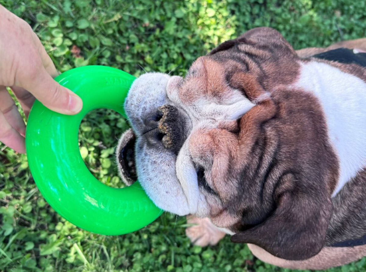 Dog ring for smaller dogs NZ