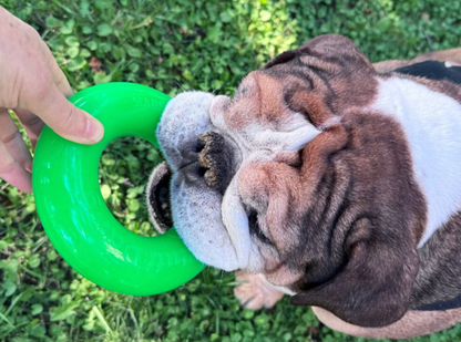 Dog ring for smaller dogs NZ