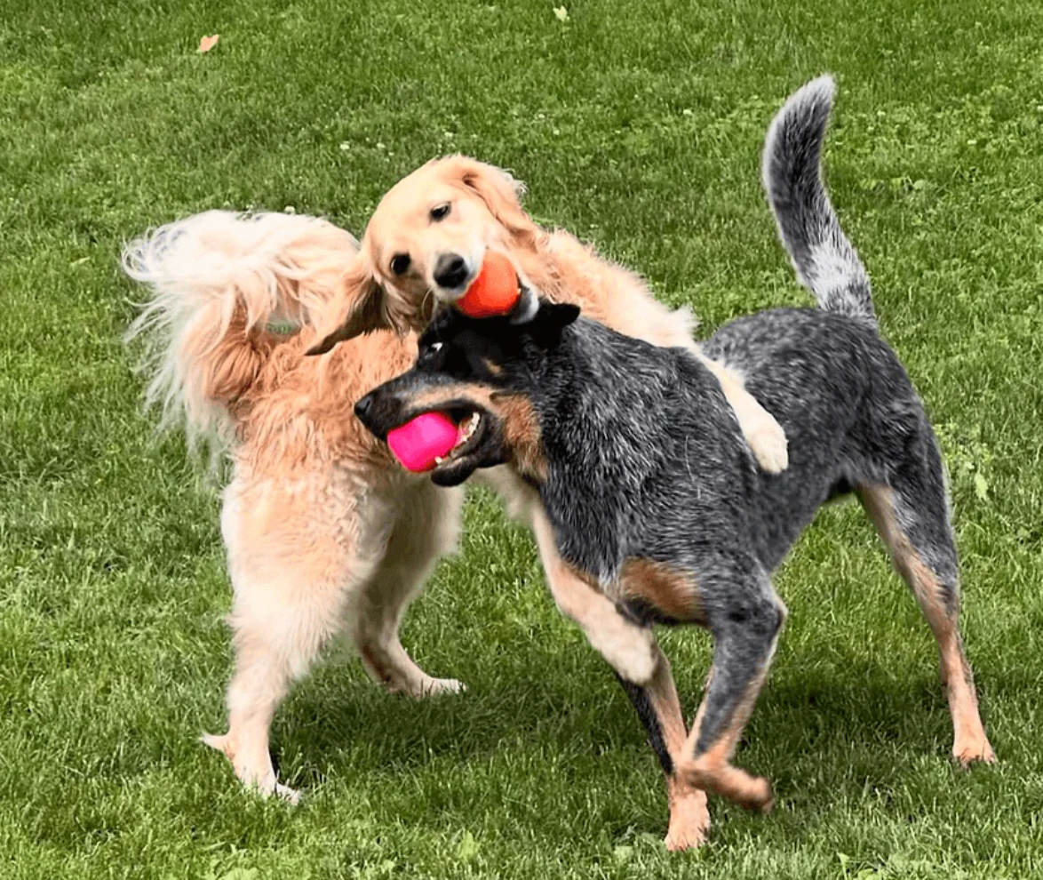 Dog Ball for large dogs NZ / Auckland