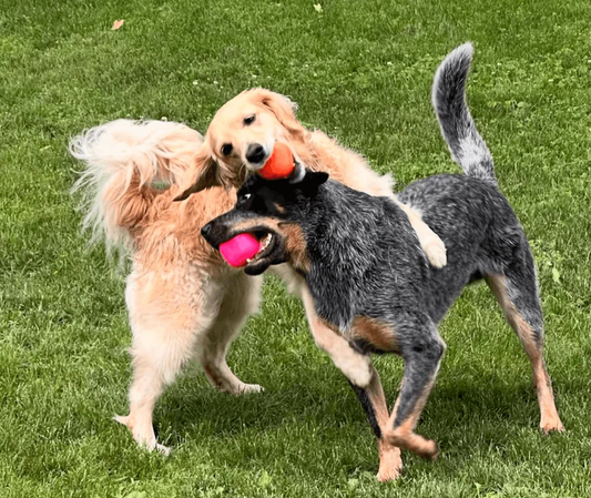 Dog Ball for large dogs NZ / Auckland