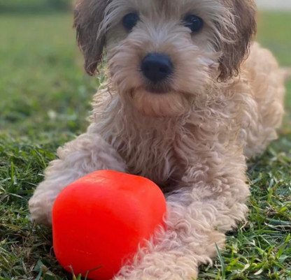 Highly bouncy indestructible dog toy NZ
