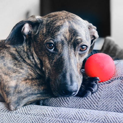 indestructible dog ball New Zealand