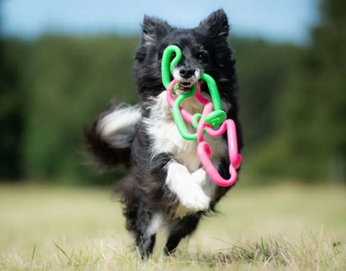 Stretchy dog tug toy NZ