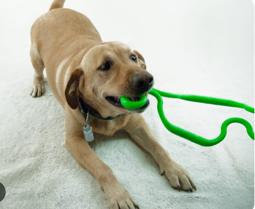 Dog tug toy NZ