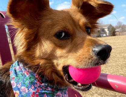 Best dog ball NZ