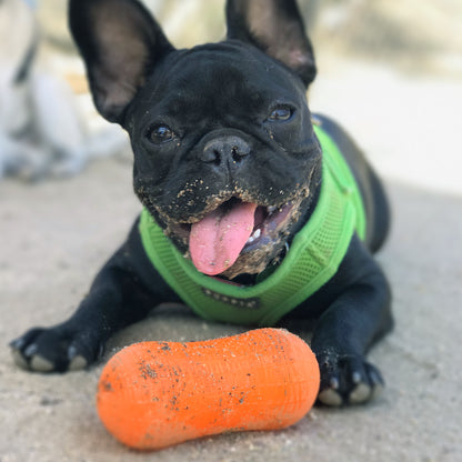 French Bulldog playing with the RuffDawg Weenut dog toy