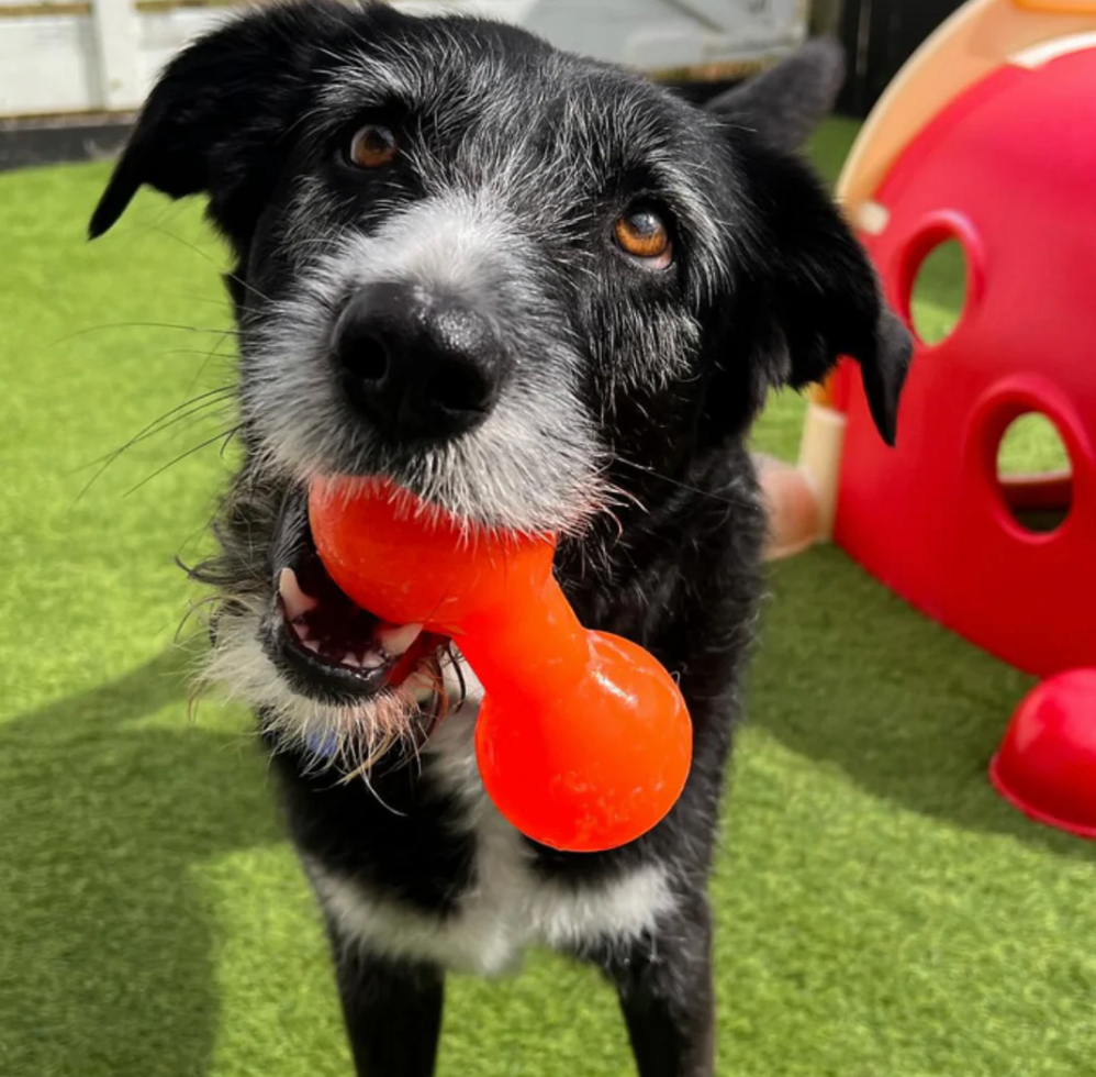 indestructible dog toy