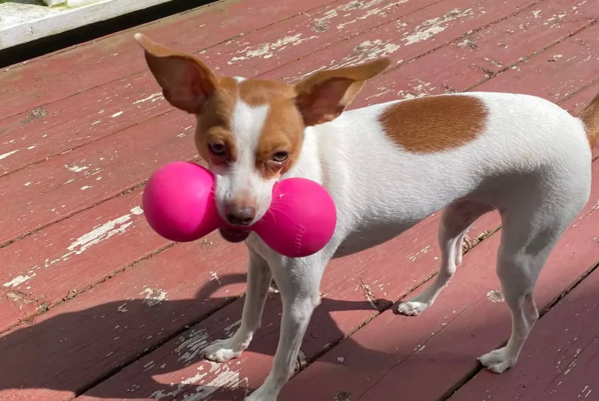 Strong dog toy