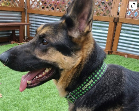 Cycle dog Waterproof dog collar green plaid