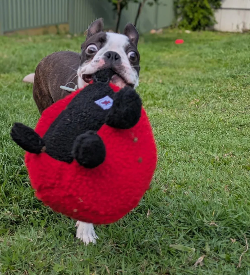 Pals For Paws Plush dog toy - Larry Ladybug- Made from 100% recycled material