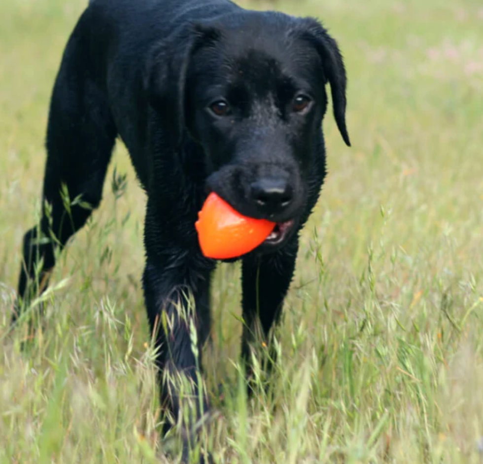 Best seller - RuffDawg Football Indestructible Dog Toy XL