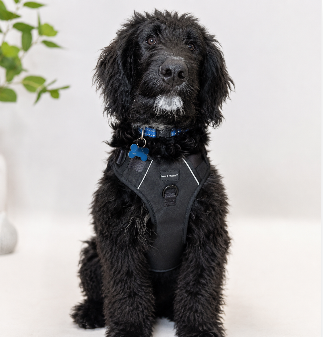 Louis and Phoebe Flexi-Fit Harness Black