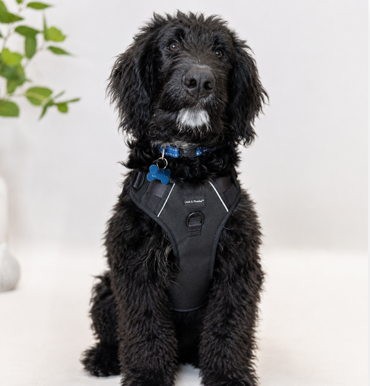 Louis and Phoebe Flexi-Fit Harness Black