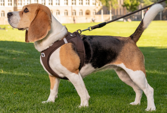 Curli Vest Harness Clasp Brown
