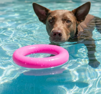 RuffDawg Dawg Ring Regular size - tough, Non Toxic, Floats