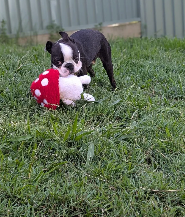 Tiny Toadstool Treat Hiding™ Eco-Friendly Plush Dog Toy