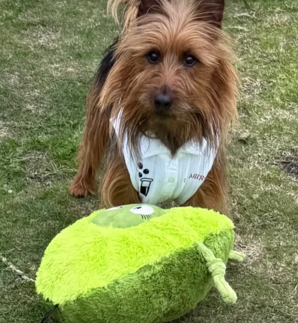 Smashy Avocado™ Eco-Friendly Plush Dog Toy | Tug & Play|Pals For Paws™