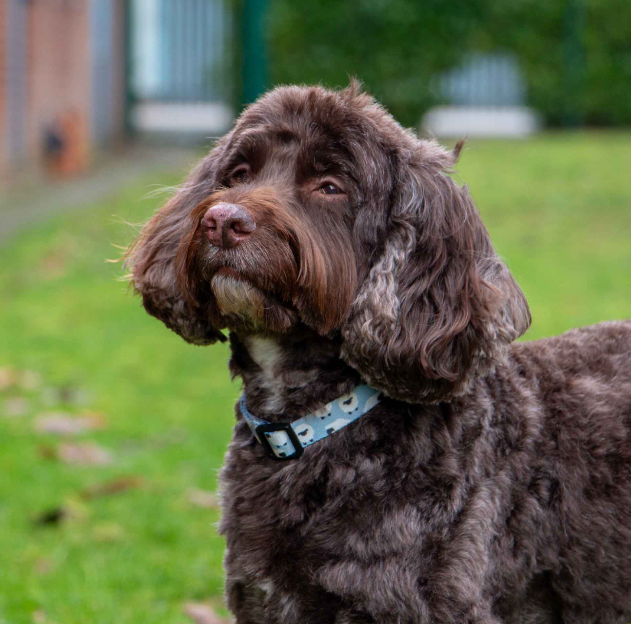 Soft dog collar NZ