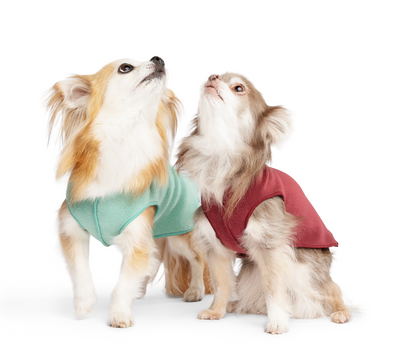 dog wear auckland