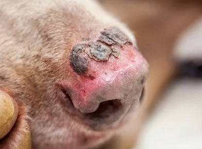 A dog with sun burn on its nose.  Protect your pet with Sun Buddy Sun Block.