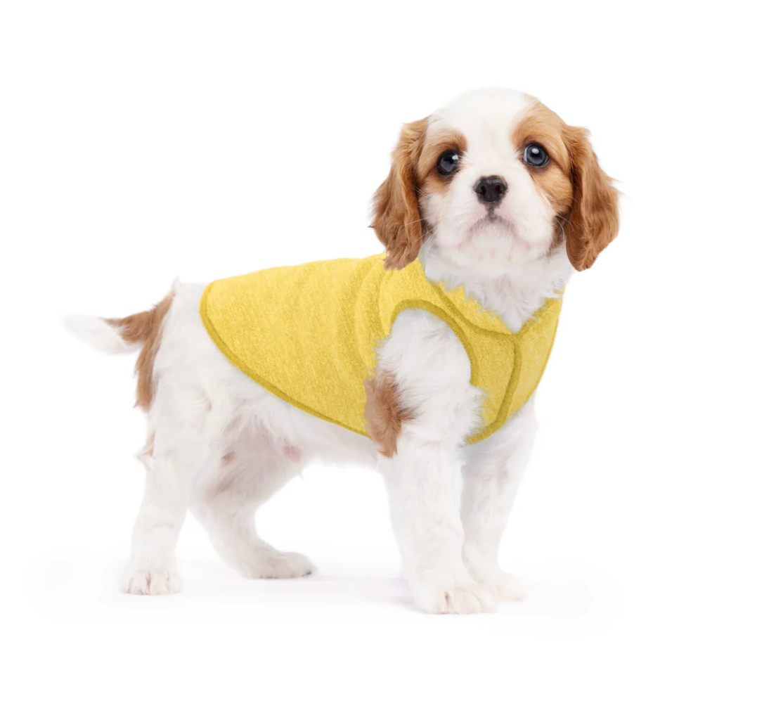 Dog wear NZ
