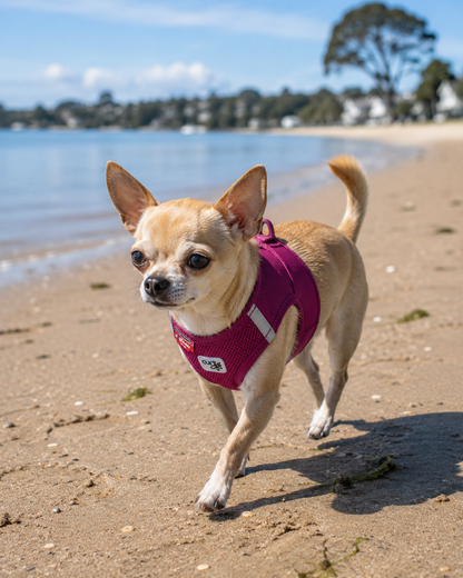 Dog harnesses for small dogs