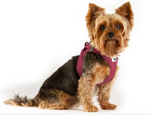 Best Small Dog harness NZ