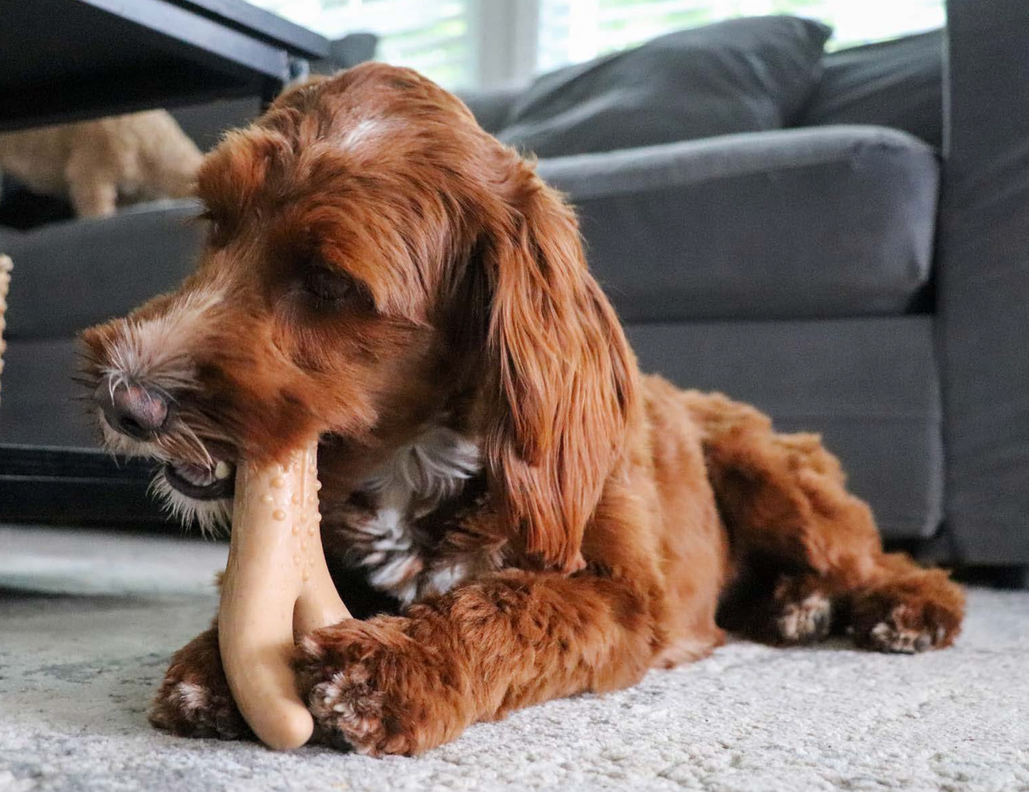 Treat hiding chew dog toy NZ