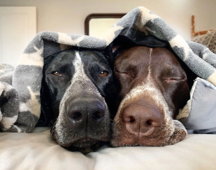 dog blanket NZ