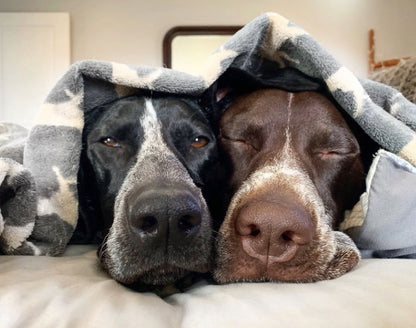 dog blanket NZ