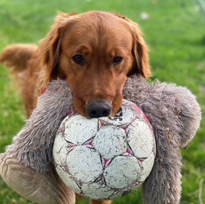 Golden Retriever holding Bigfoot dog toy