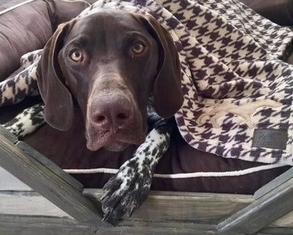 German Pointer cuddled up in a Houndstooth dog throw.