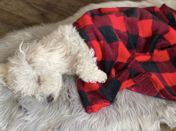 A gorgeous small dog curled up in its plaid dog blanket.