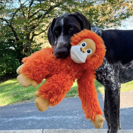 Dog holding the Tall Tails Orangutan dog toy NZ