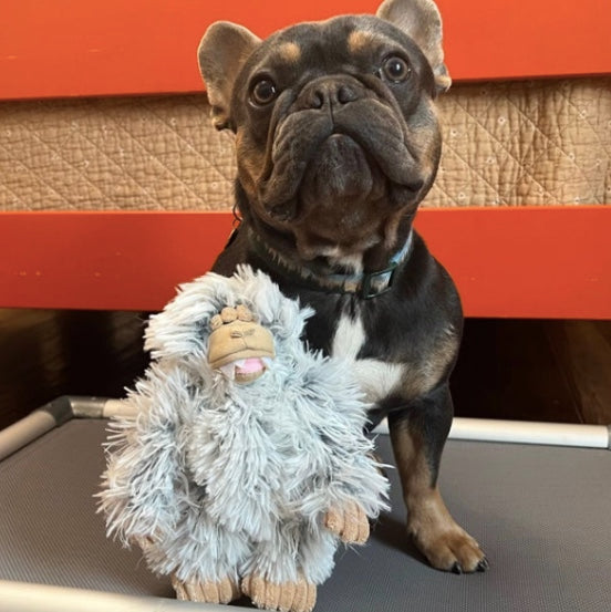 Tall Tails Yeti dog toy sitting with a French Bulldog