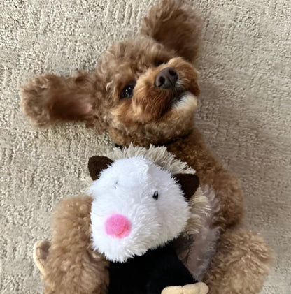 Cavoodle playing with the Possum toy.