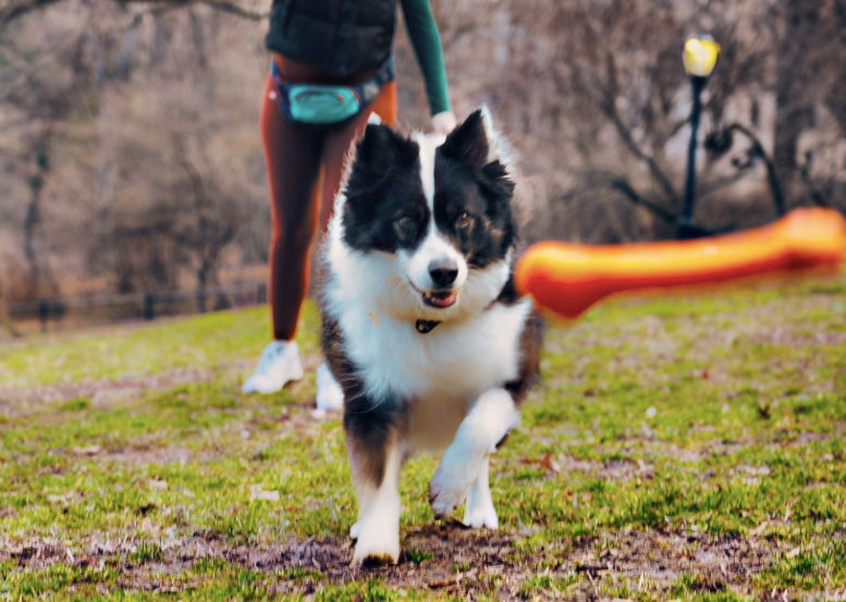 Collie chasing the rubber dog bone toy