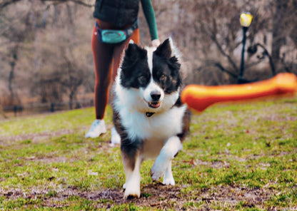 Collie chasing the rubber dog bone toy
