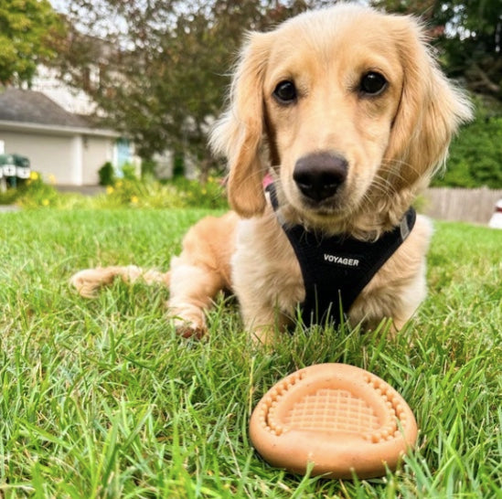 Dachshund playing with its Wiggle Waffle Chew toy.