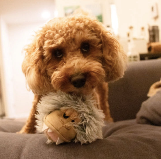 Cavoodle playing with the Yeti 2 in 1 fetch ball NZ