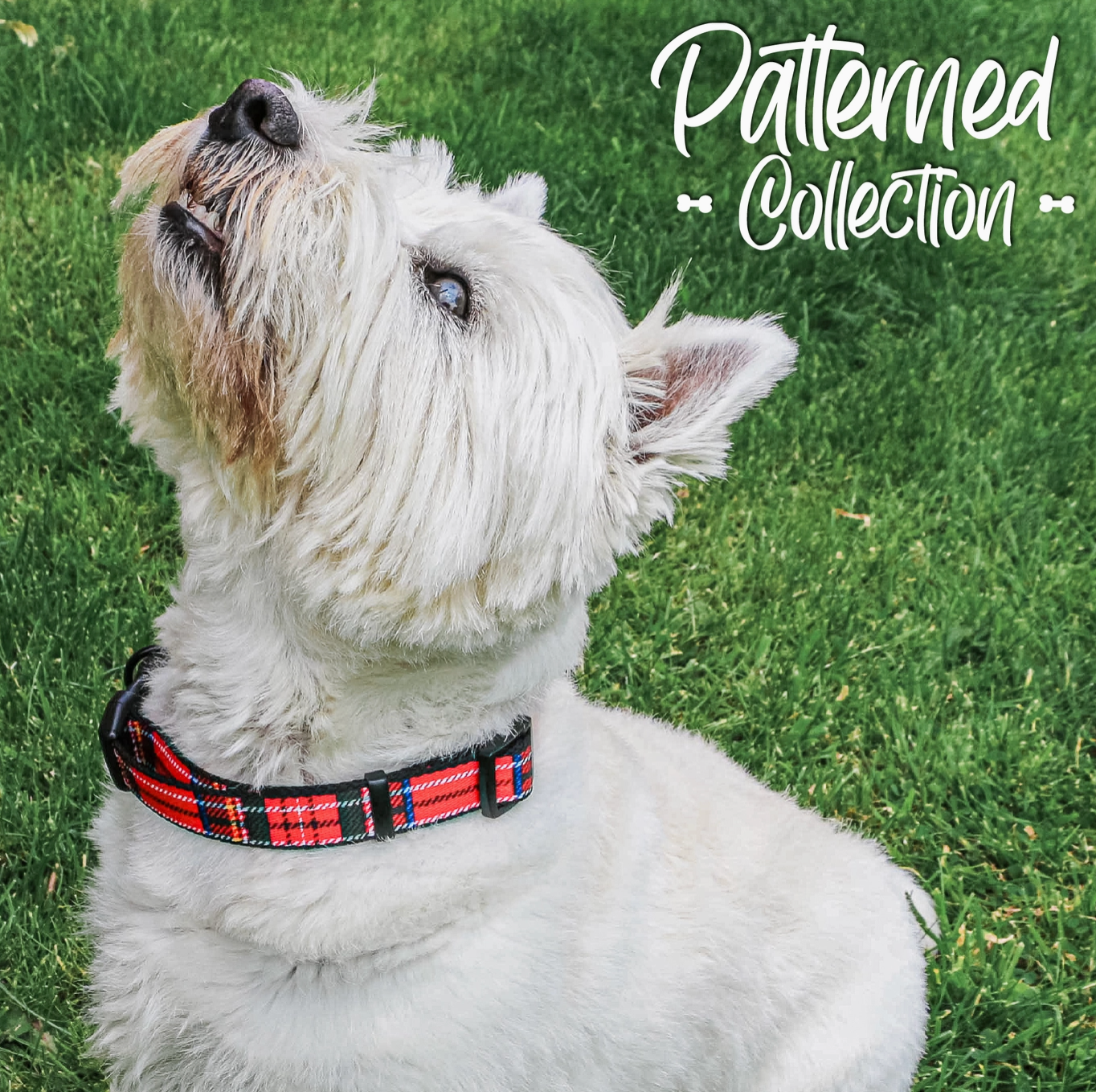 Waterproof dog collar NZ