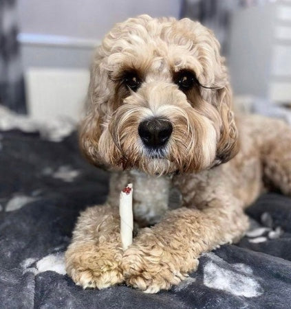 Twisted Stick Vege Dog Treat