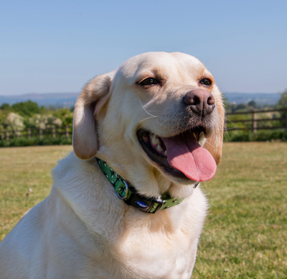 Waterproof dog collar NZ