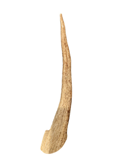 Natural Deer Antler chew treat for dogs.