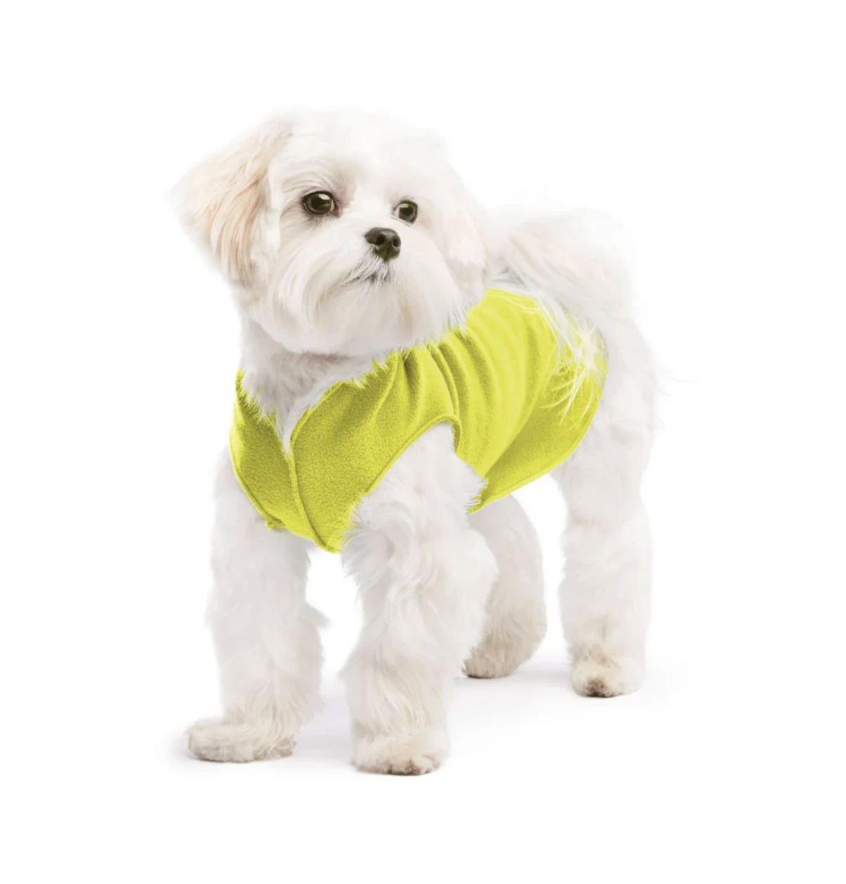 small dog wear NZ
