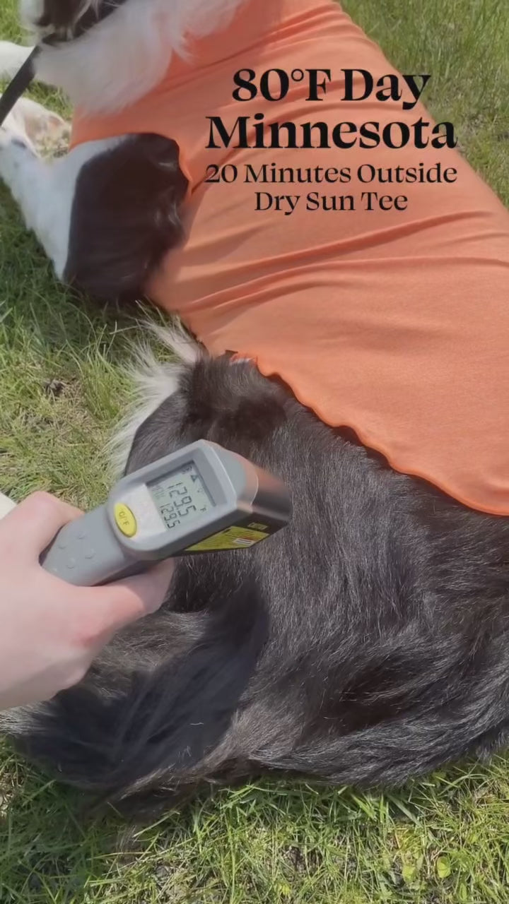 Goldpaw Sun Shield Tee Cooling test on dogs in hot weather New Zealand